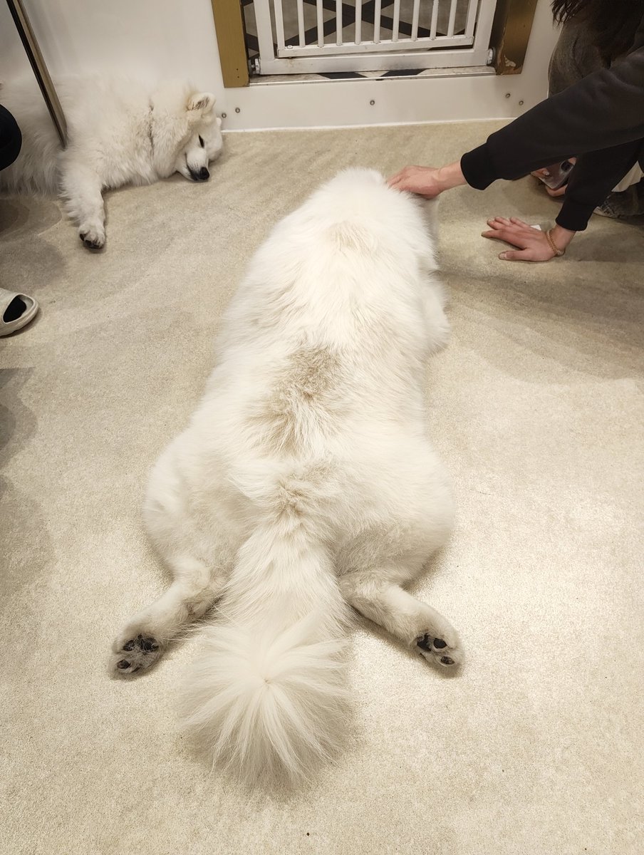 サモエドカフェ良すぎたので見て🐶