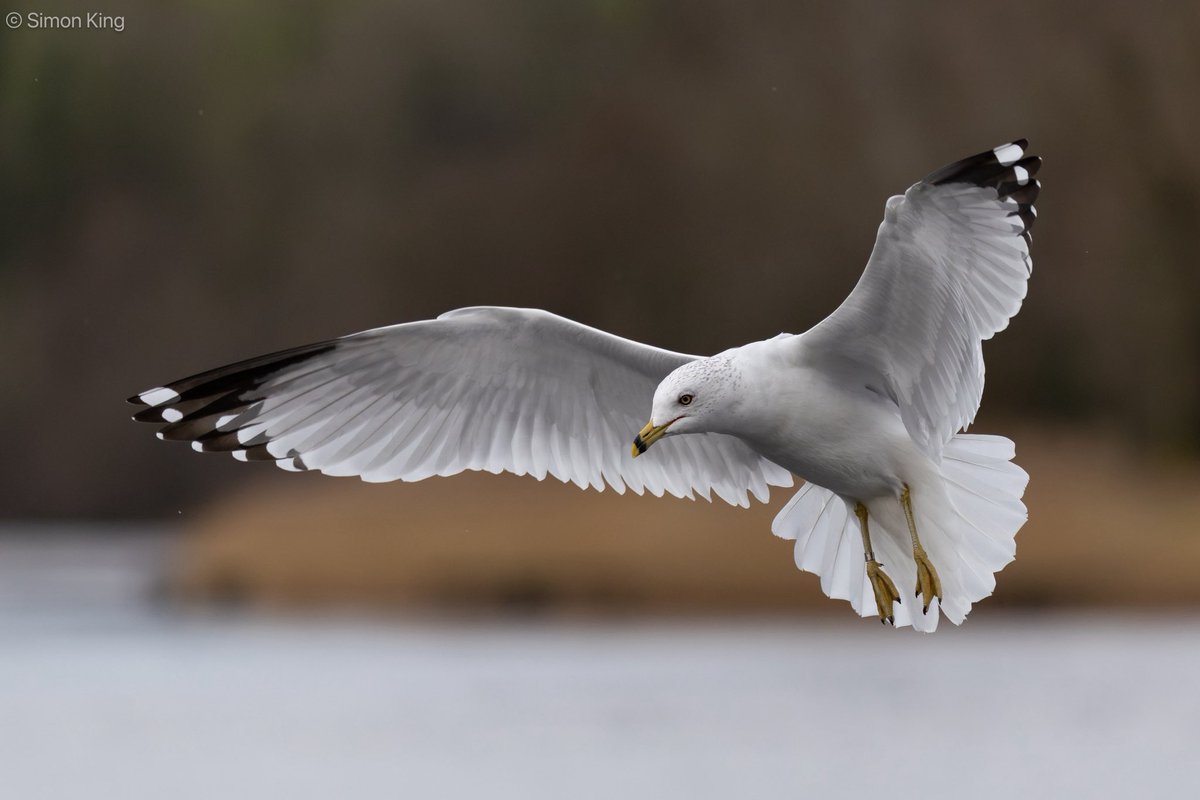 Simon King tweet media