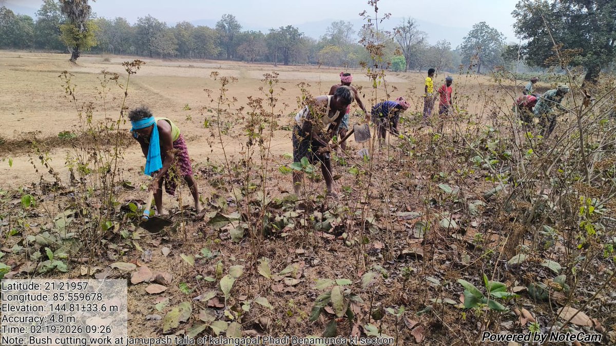 kenduleafodisha's tweet photo. କେନ୍ଦୁଝର କେନ୍ଦୁପତ୍ର ଡିଭିଜନରେ # କେନ୍ଦୁପତ୍ର_ଗୋଛା କାଟିବା କାର୍ଯ୍ୟ ଚାଲୁଅଛି
#pccfkenduleaf #klworking https://t.co/Ppiku1qf0U