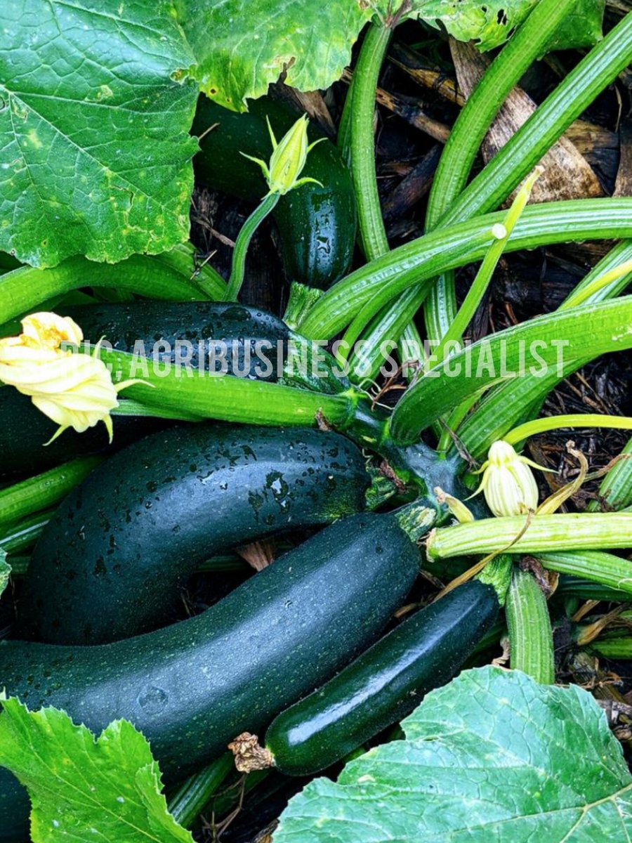 UsengimanaEric8's tweet image. I once grew #Zucchini (courgettes), and out of all the crops I have ever grown, none has brought me as much income as courgettes. 
They proved to be the most profitable crop I have ever grown.

#AgribusinessManagement