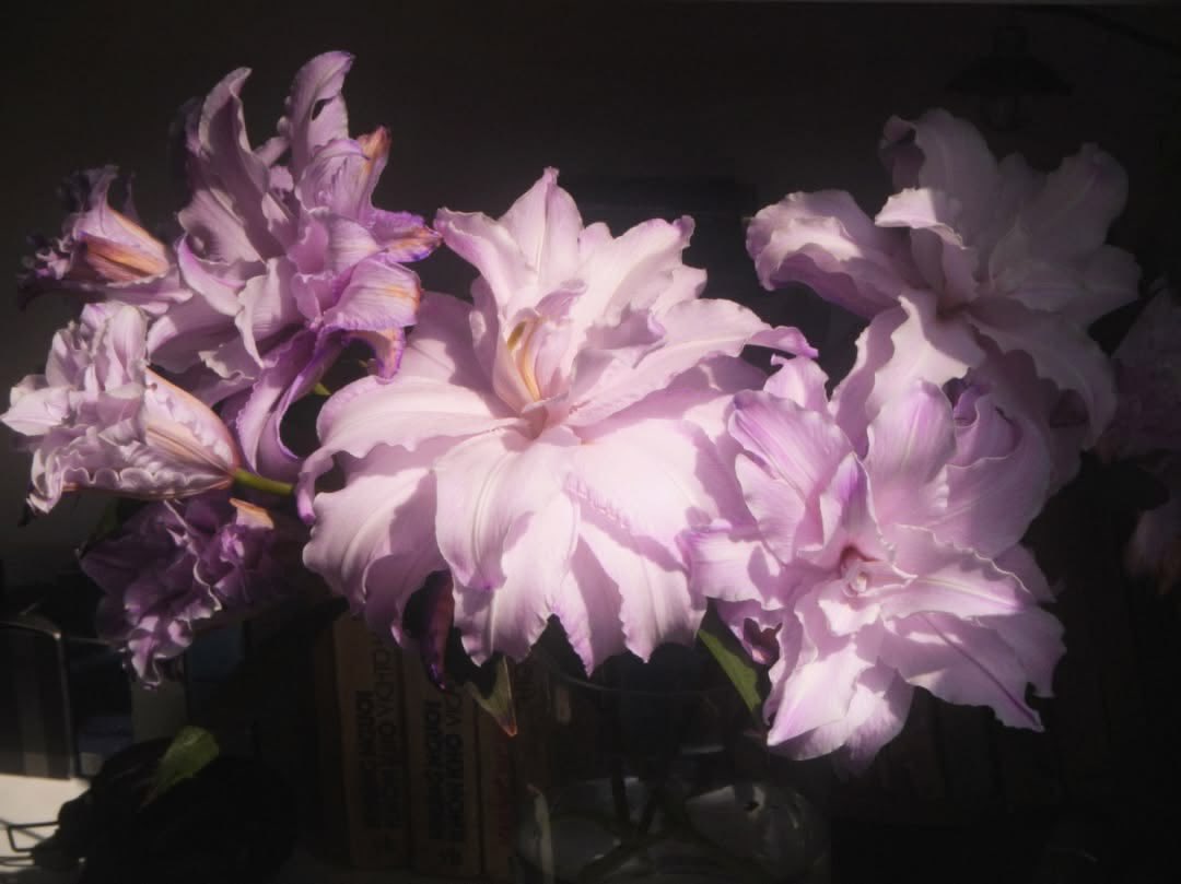just violet mood tweet media