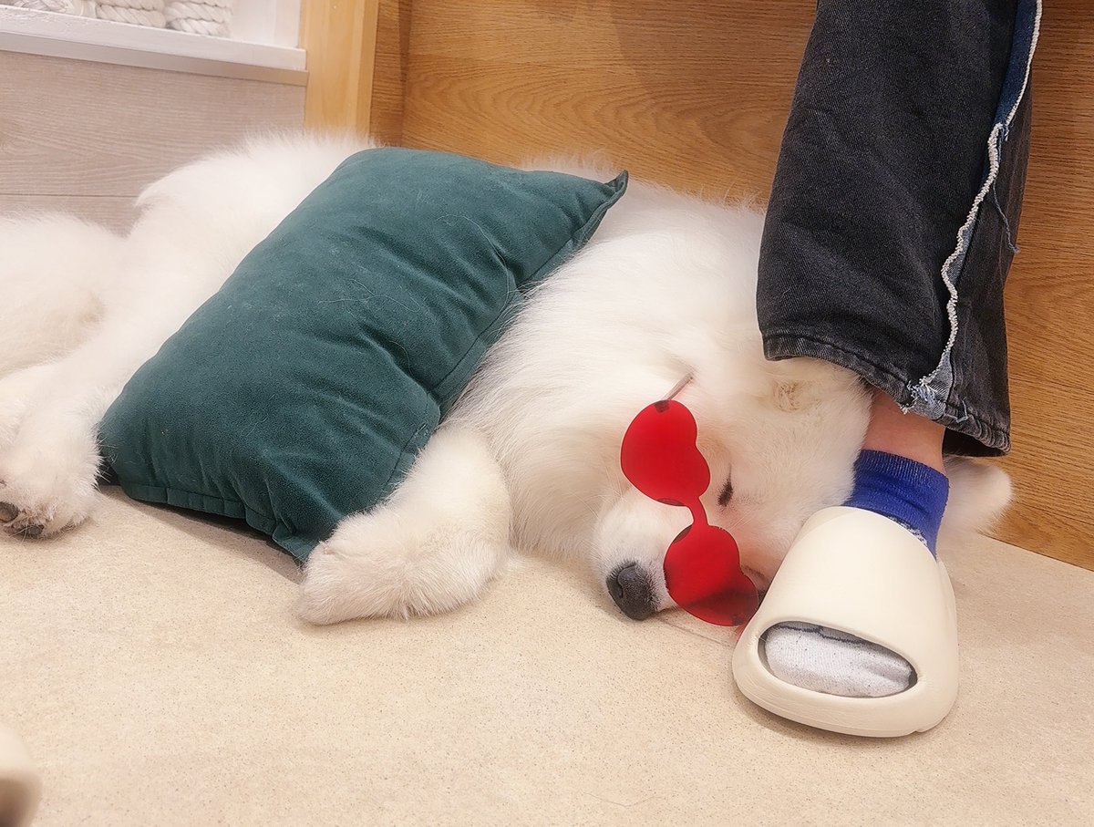 お口にちょっかいかけられて顔がｼﾜｼﾜ~~~になってるChuckくん可愛かった🐾

足元で寝てくれた☺️