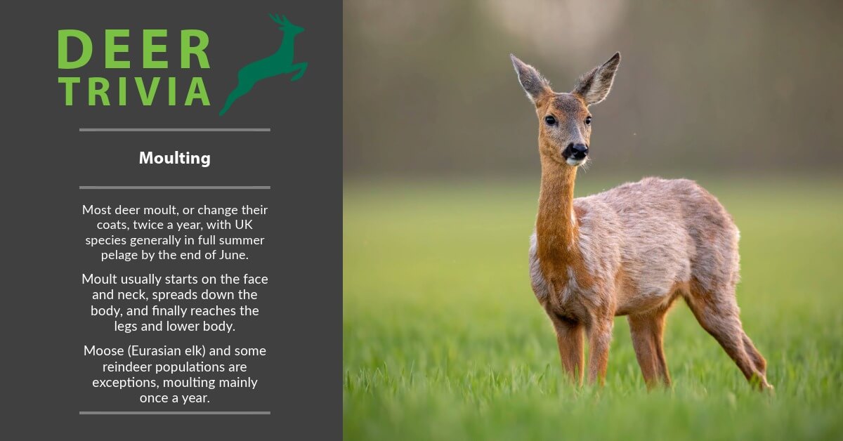 BritishDeerSoc's tweet photo. Deer Trivia: Moulting
Most deer moult, or change their coats, twice a year, with UK species generally in full summer pelage by the end of June. Moult usually starts on the face and neck, spreads down the body, and finally reaches the legs and lower body.
#DeerTrivia #DeerFacts https://t.co/Mst3cxByGT