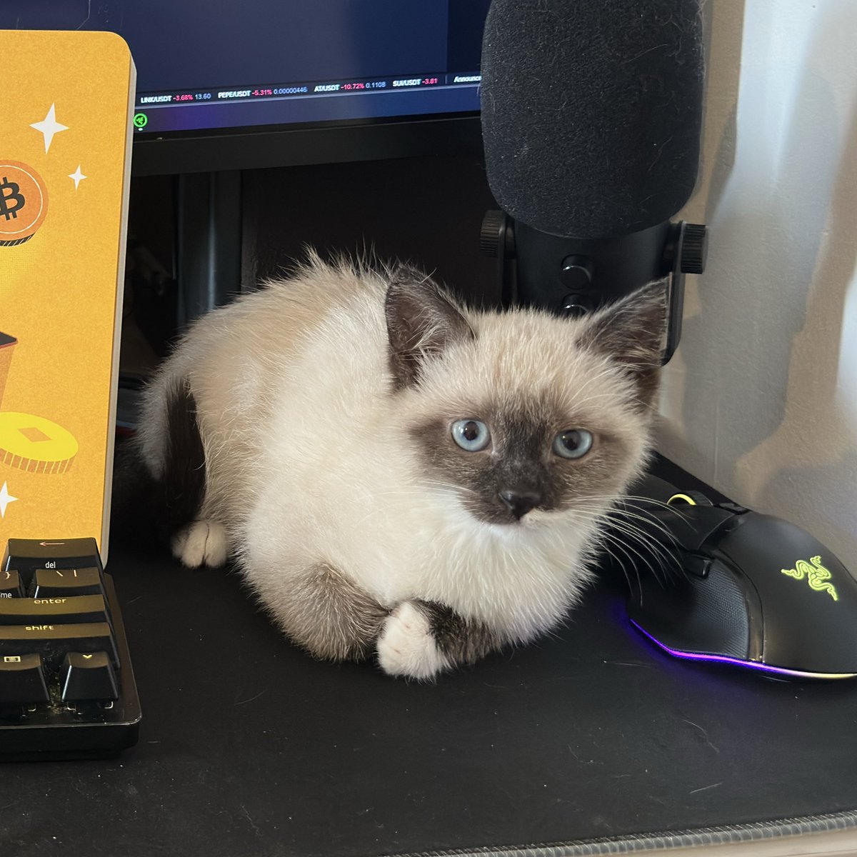 VANIKO  (Ivan) tweet media