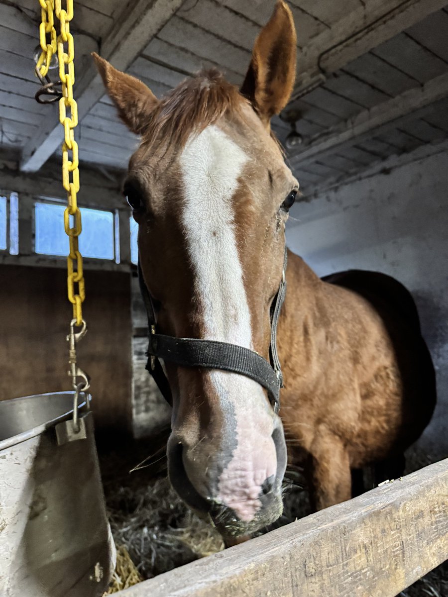 しろまる (@shiro1maru) / Posts / X