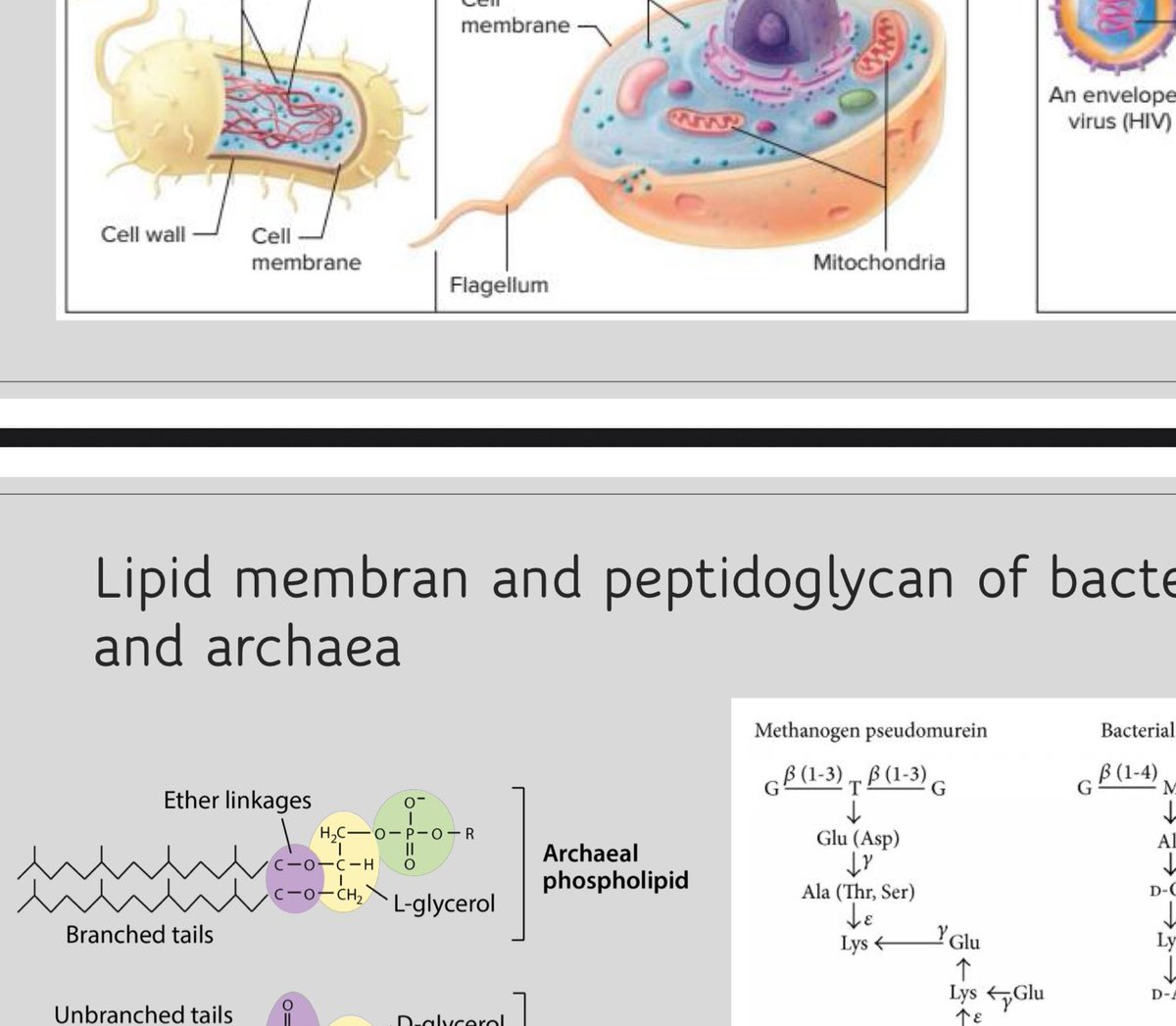 arsy 🧑🏻‍🔬 tweet media