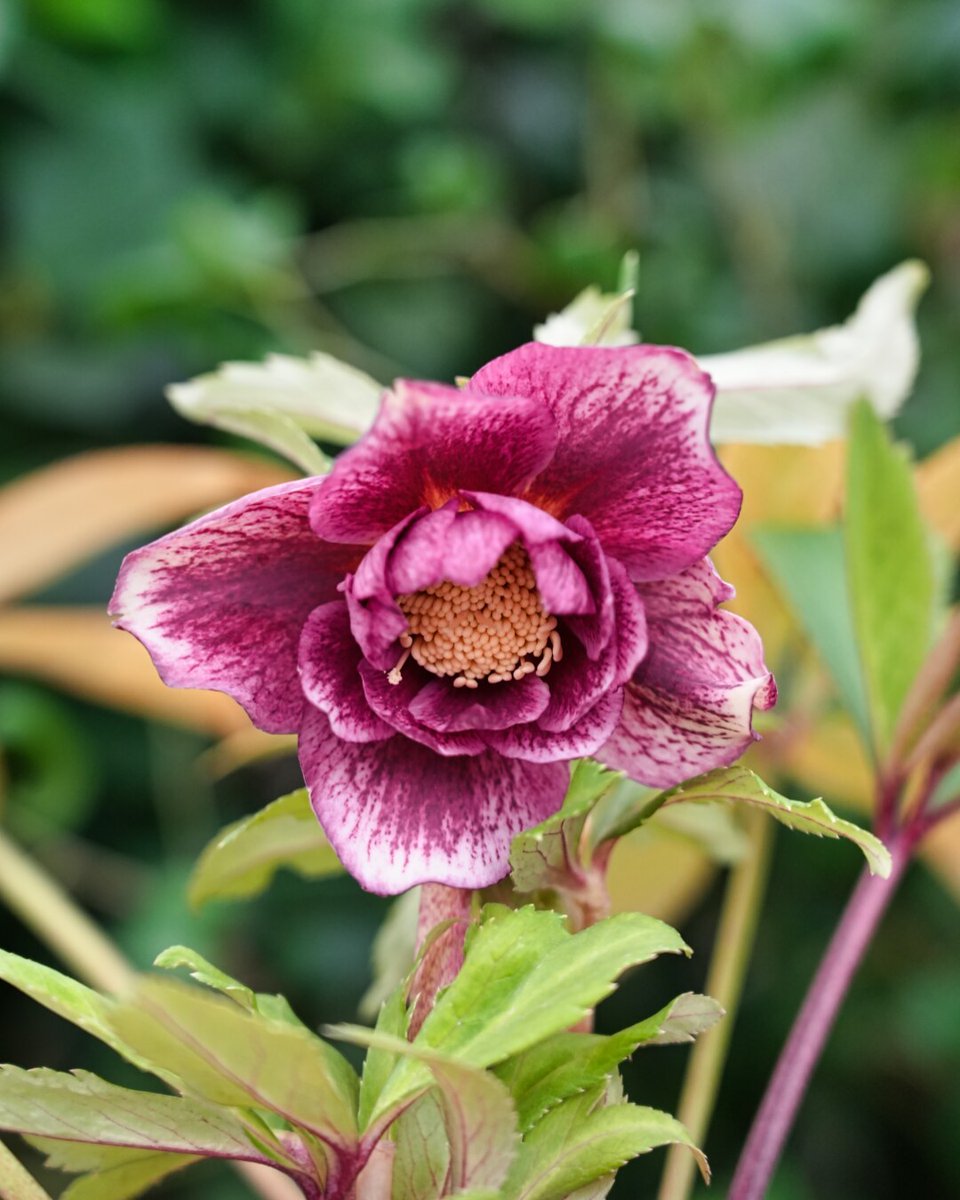 様ご依頼品②認定ソレイユ　広瀬園芸　クリスマスローズ takanen