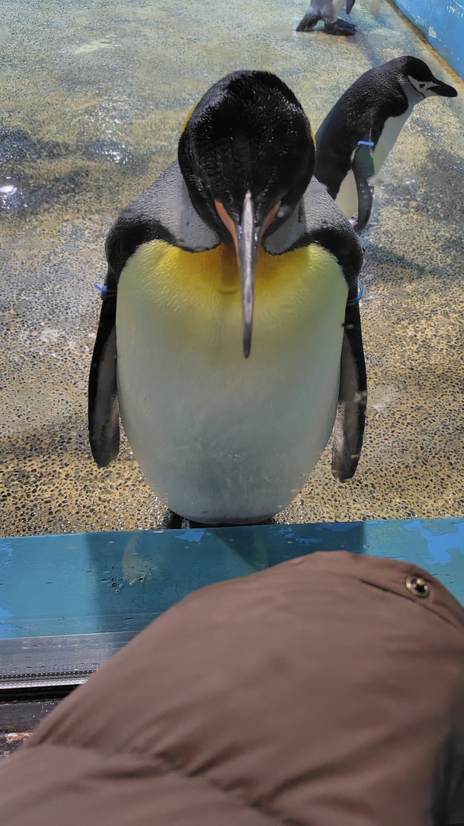 やたらキングペンギンさん寄ってきてくれたけどひょっとしてワイの服の色が茶色かったから？