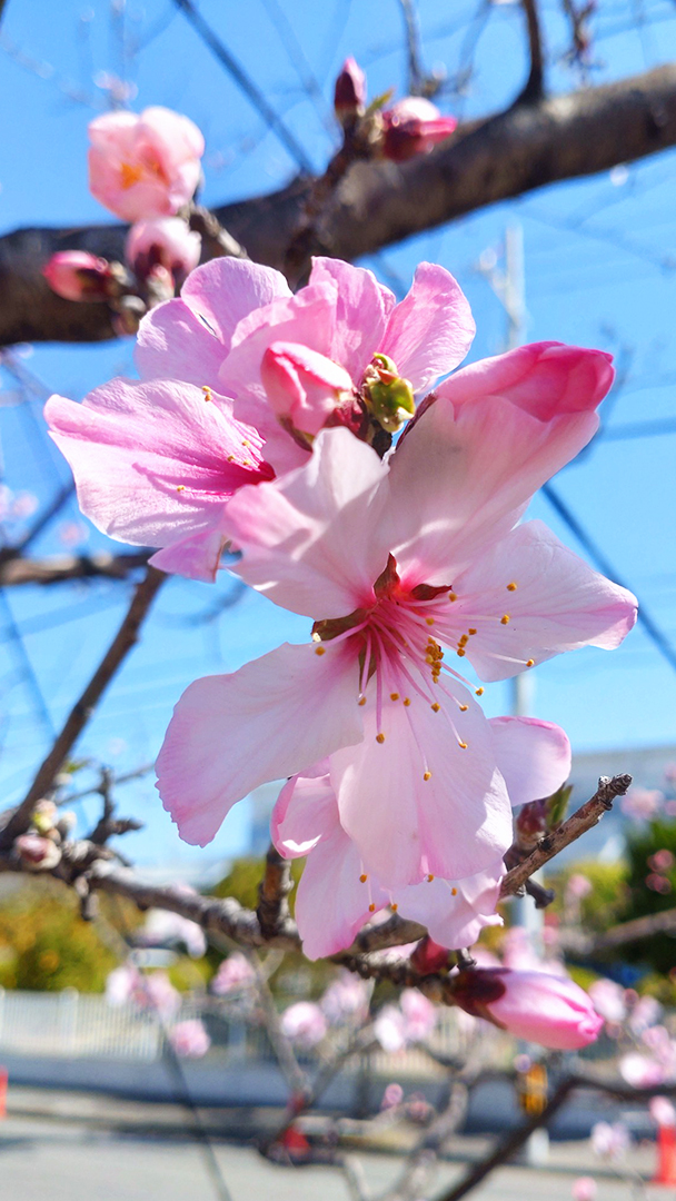 ┈🌸✿🌸┈🌸✿🌸┈

#アーモンドの花
が見ごろです☺️❣️

┈🌸✿🌸┈🌸✿🌸┈

と～っても桜と似ていて
かわいらしいお花ですよね☀️
毎年植物園なんかで
よく見間違えます😅💦

神戸では今年も #東洋ナッツ食品
の庭園で #アーモンドフェスティバル
が明日から開催されるそうなので
それも楽しみ❣️