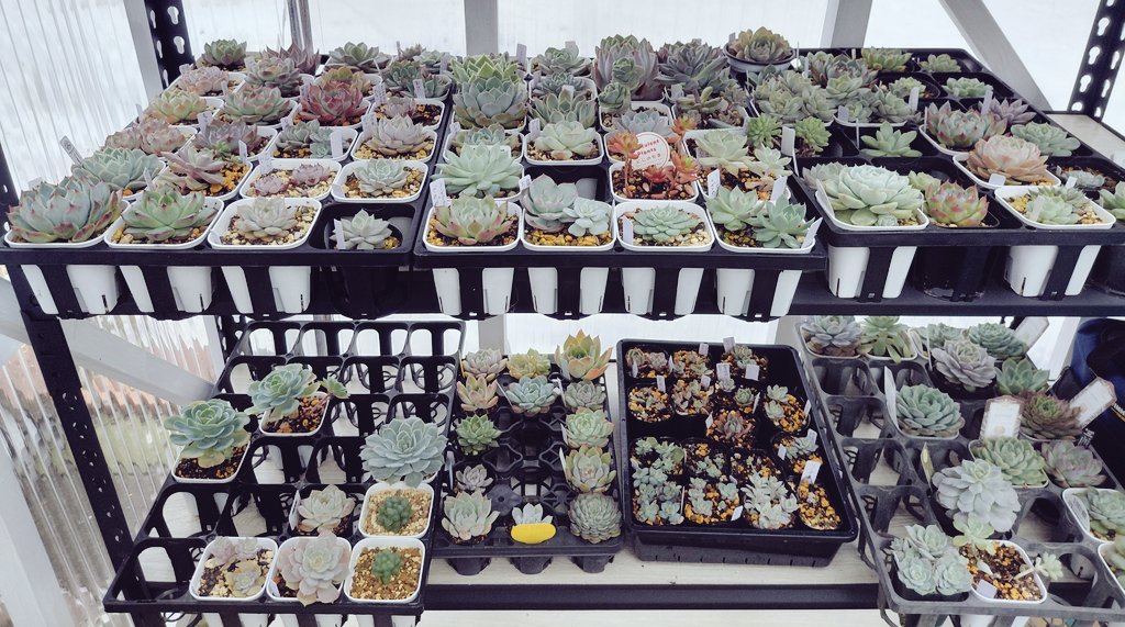 ぱっちゅーた tweet media