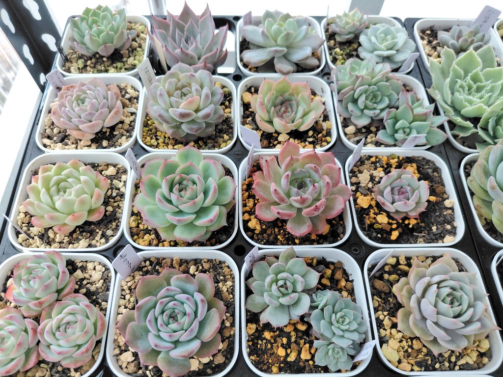 ぱっちゅーた tweet media