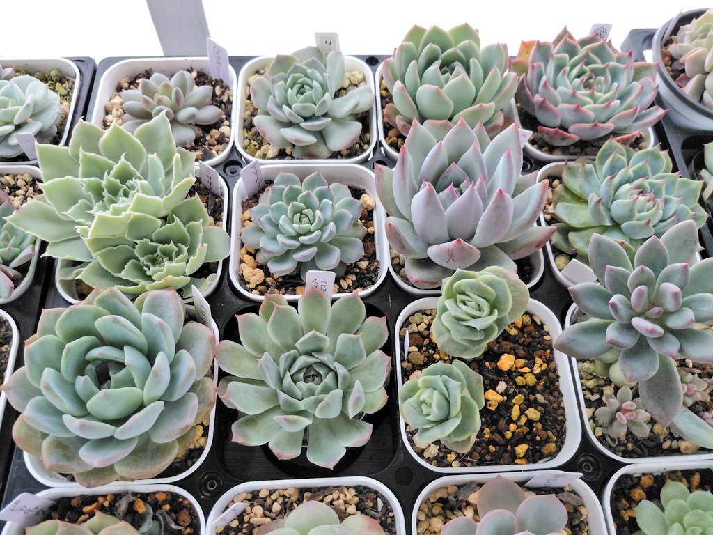 ぱっちゅーた tweet media