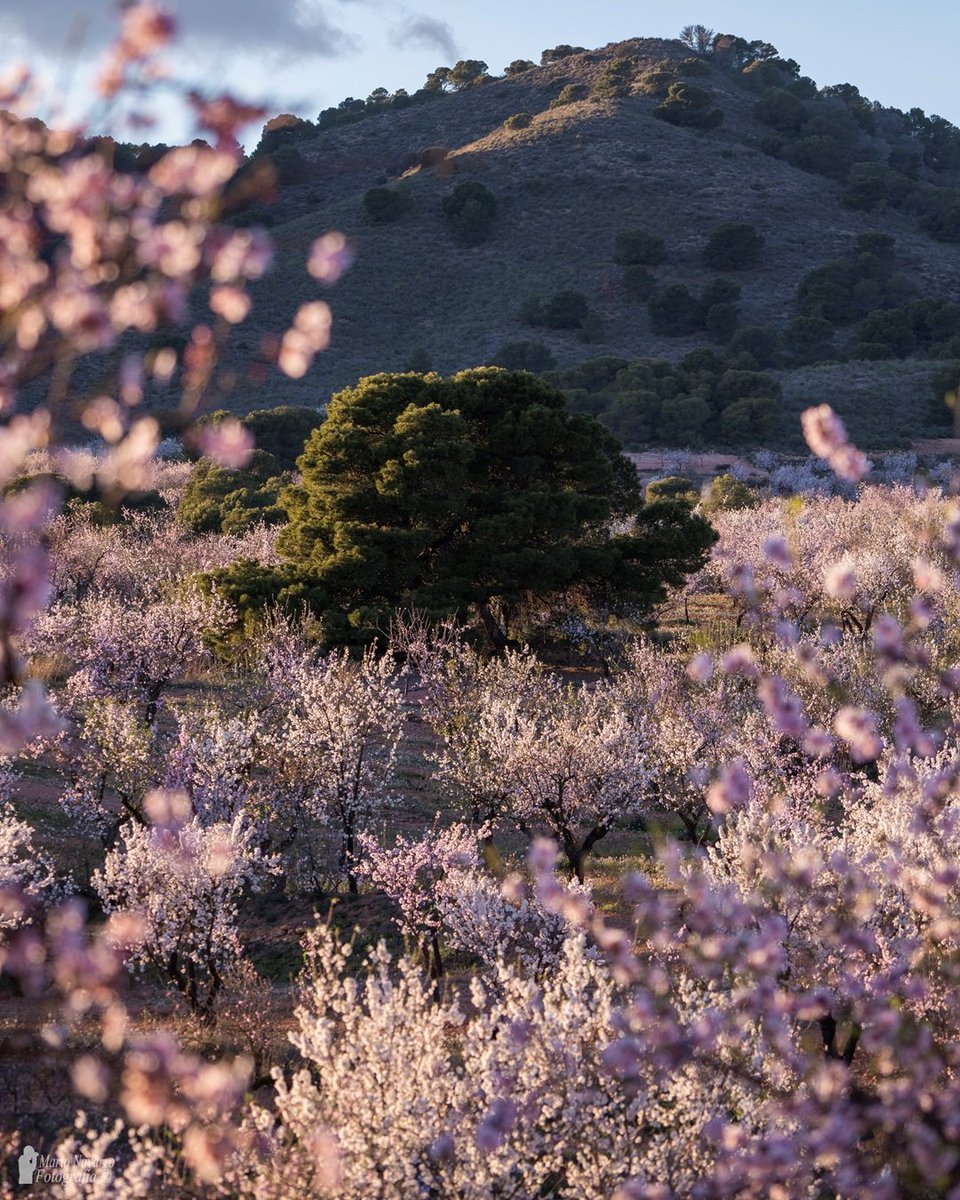 Mario Navarro tweet media