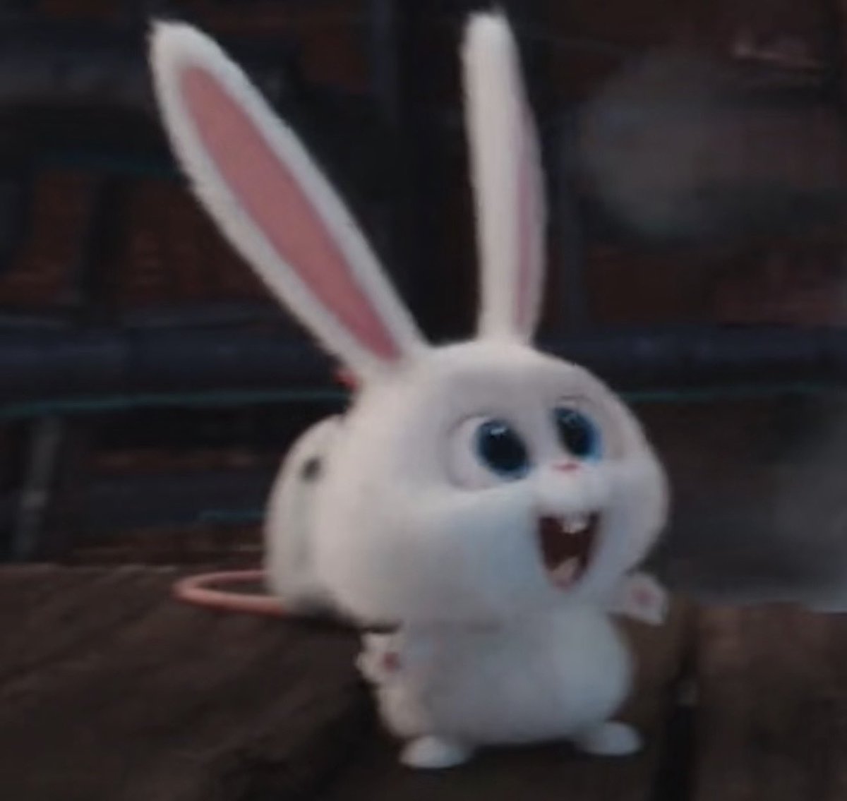 귀요미 토끼 등장
