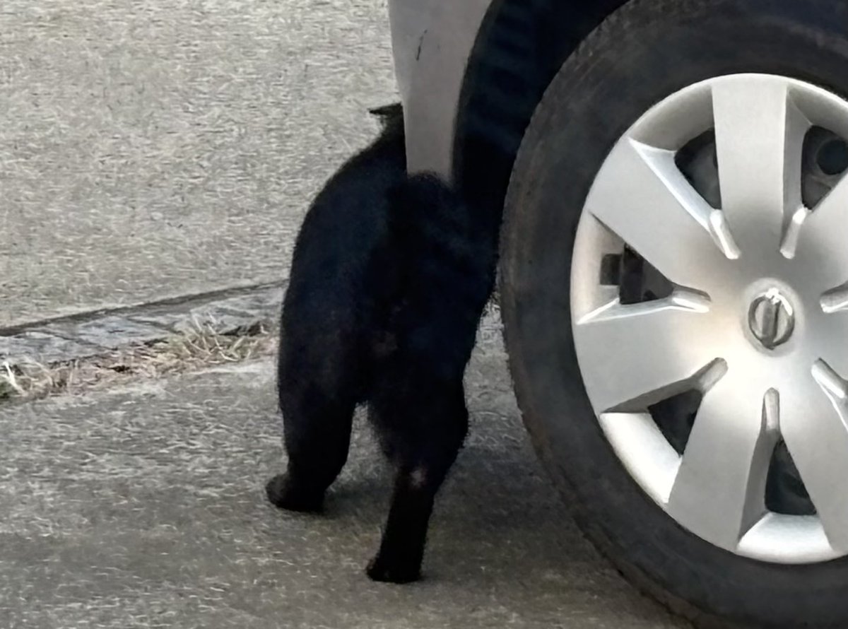 ねむるねこ (@nobita4989) / Posts / X