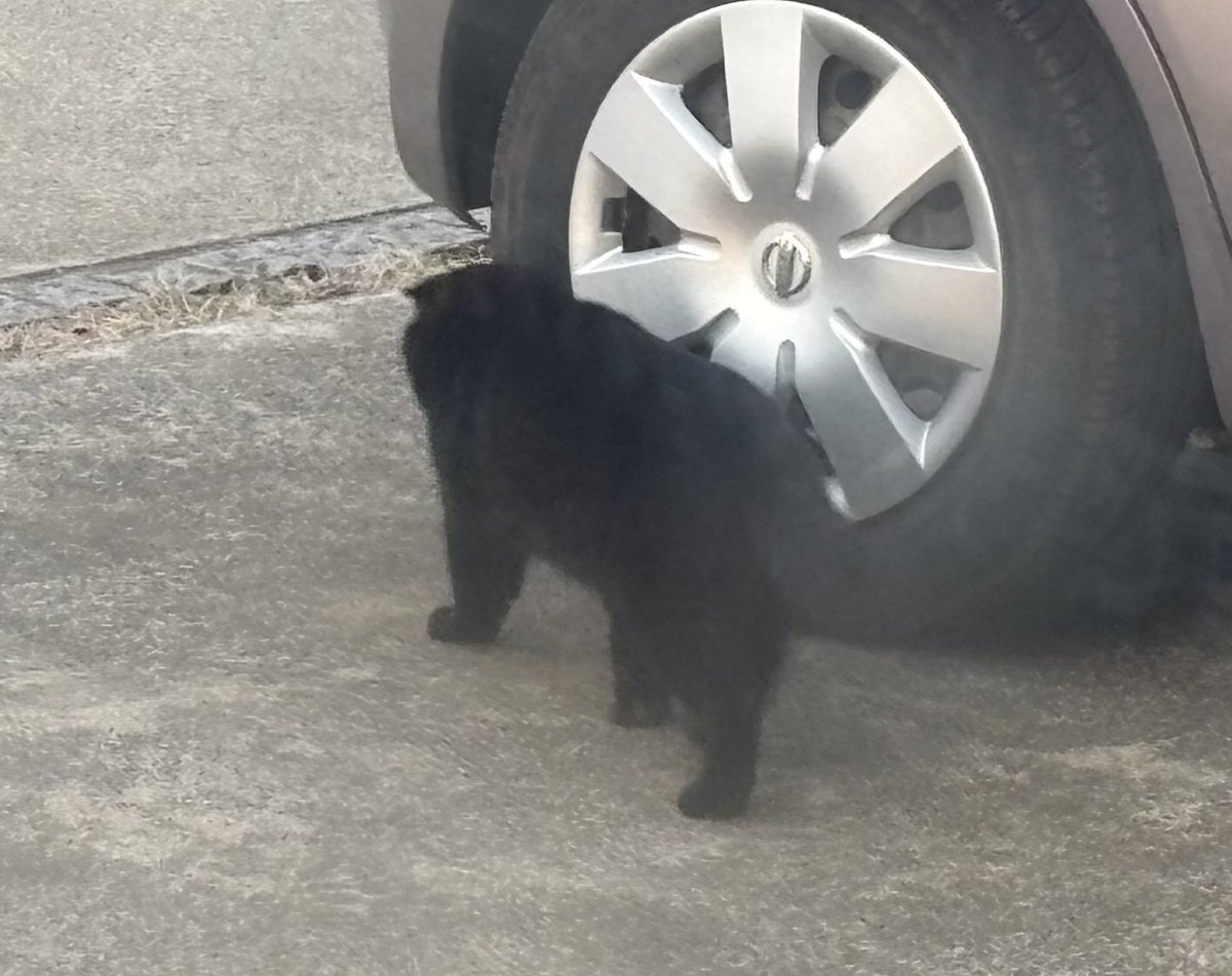 ねむるねこ (@nobita4989) / Posts / X