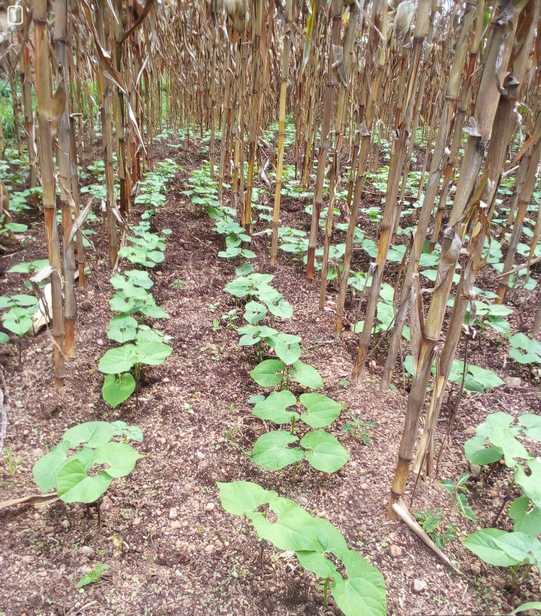 YEAN_Agro's tweet photo. Right after harvesting Maize, we are working with KIABR cooperative of Rugeramigozi I irrigation schemes to plant Beans on 70 Ha. 

We walk with farmers each step of the production to ensure that we optimize the inputs and agronomic practices. https://t.co/7pmKy6ZTrF