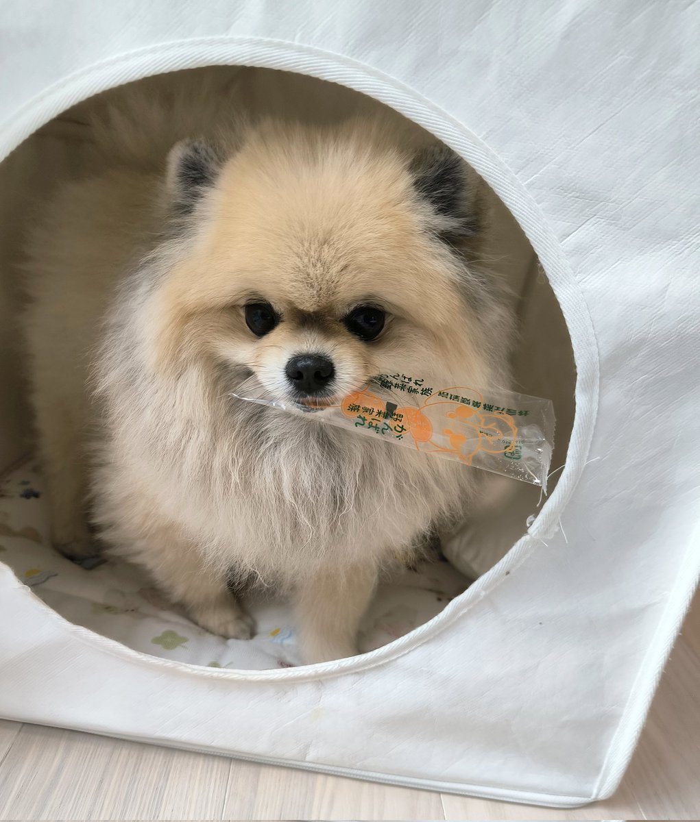 ポメラニアン ボス (@pome_boss0519) / Posts / X