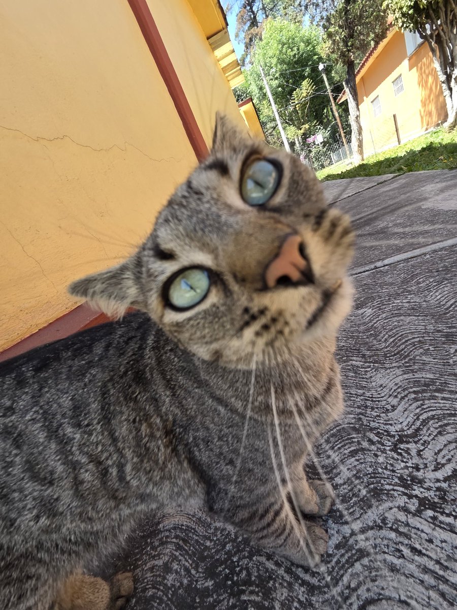 tapacat tweet media