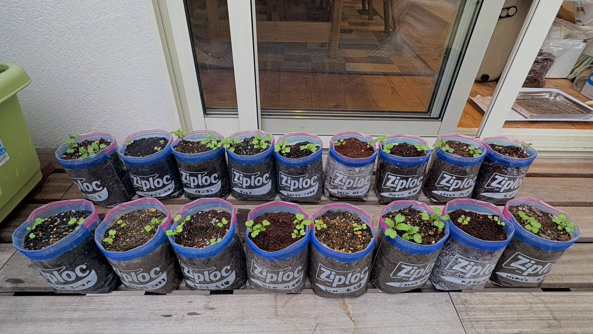 ぽたろうの家庭菜園HACK (@HACK1136) / Posts / X