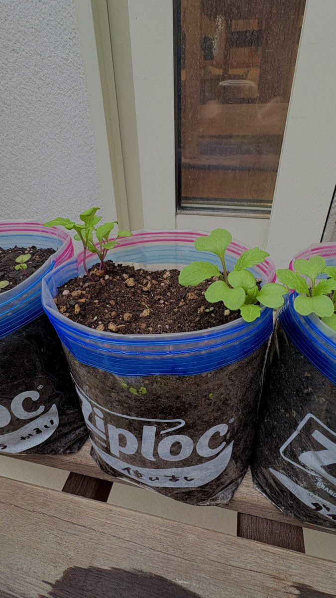 【T-1グランプリ2026】ー発芽部門編ー

現在の第一位は…

『カインズ Minoka 野菜を育てる培養土』

ちなみに第二位は…

『ベランダに放置してた使い古しの土』

っていう、いよいよ園芸メーカー各社を敵に回しかねない中間発表…

#T1gp2026