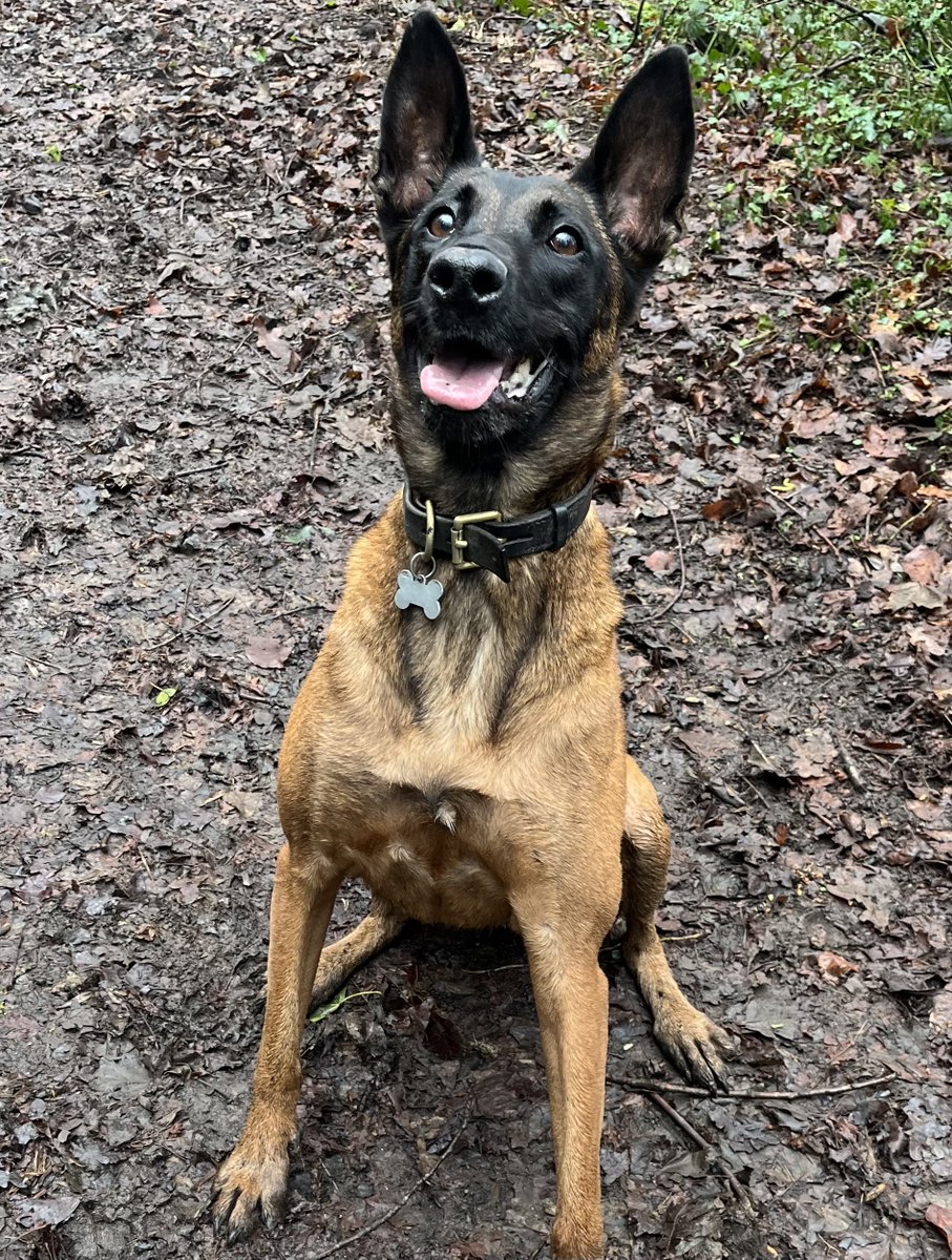 RPD’s Loki and Rocco tweet media