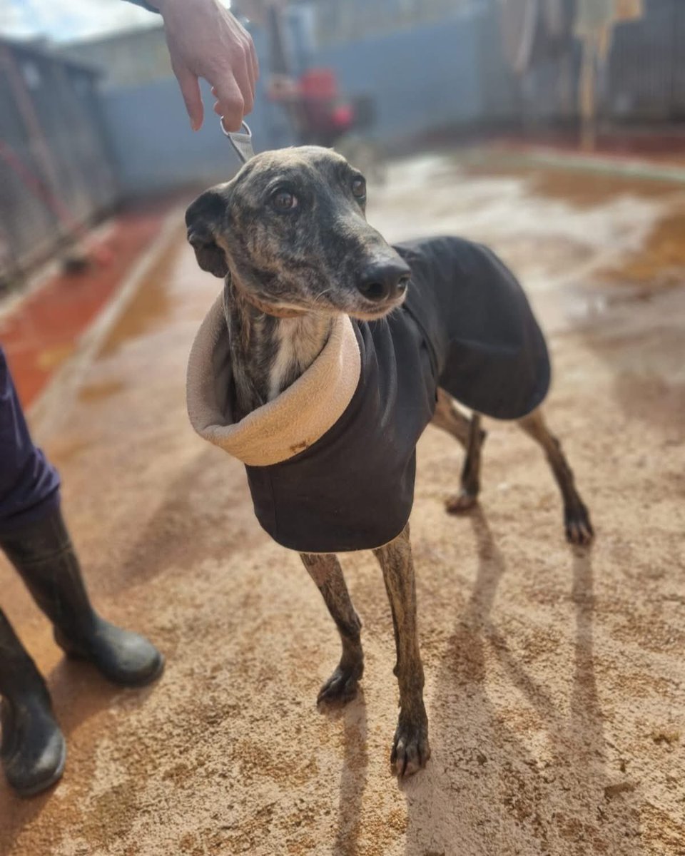 Chispa è una galghetta socievole che ama stare in compagnia!
Almalibre-rescue.org