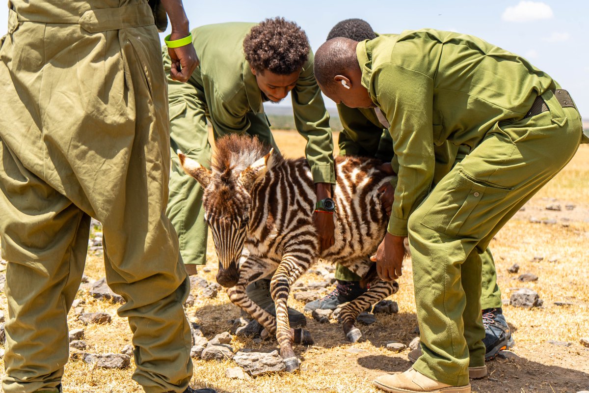 Ol Pejeta tweet media