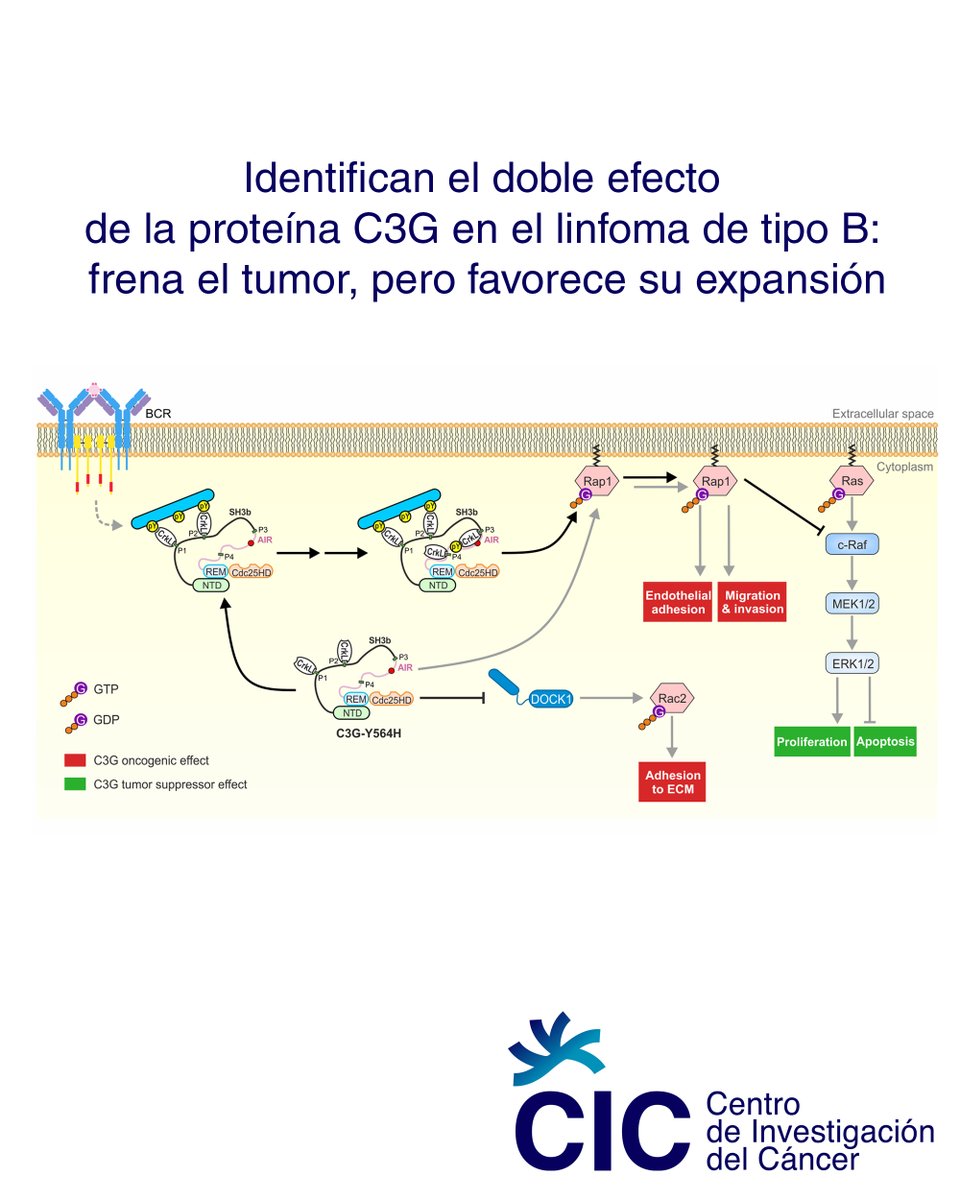 Centro de Investigación del Cáncer/CSIC-USAL-FICUS tweet media
