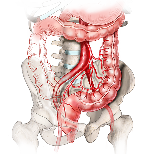 Monthly focus on colorectal surgery
🔗 Check it out here irc.ad/IT2x

These resources provide evidence-based insights into the latest #minimallyinvasive approaches to enhance your surgical practice.

#surgery #proctology #roboticsurgery #innovation