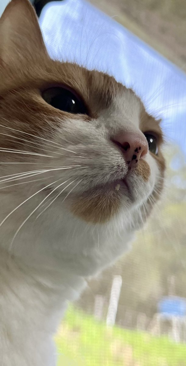 𝒞𝒽𝒾𝓏𝓊 /智津 tweet media