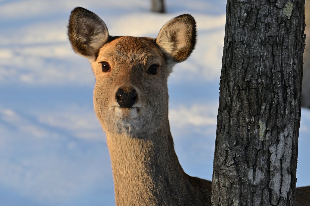 確かにいくらでもシカに遭遇する、しかも年々増えているみたい
