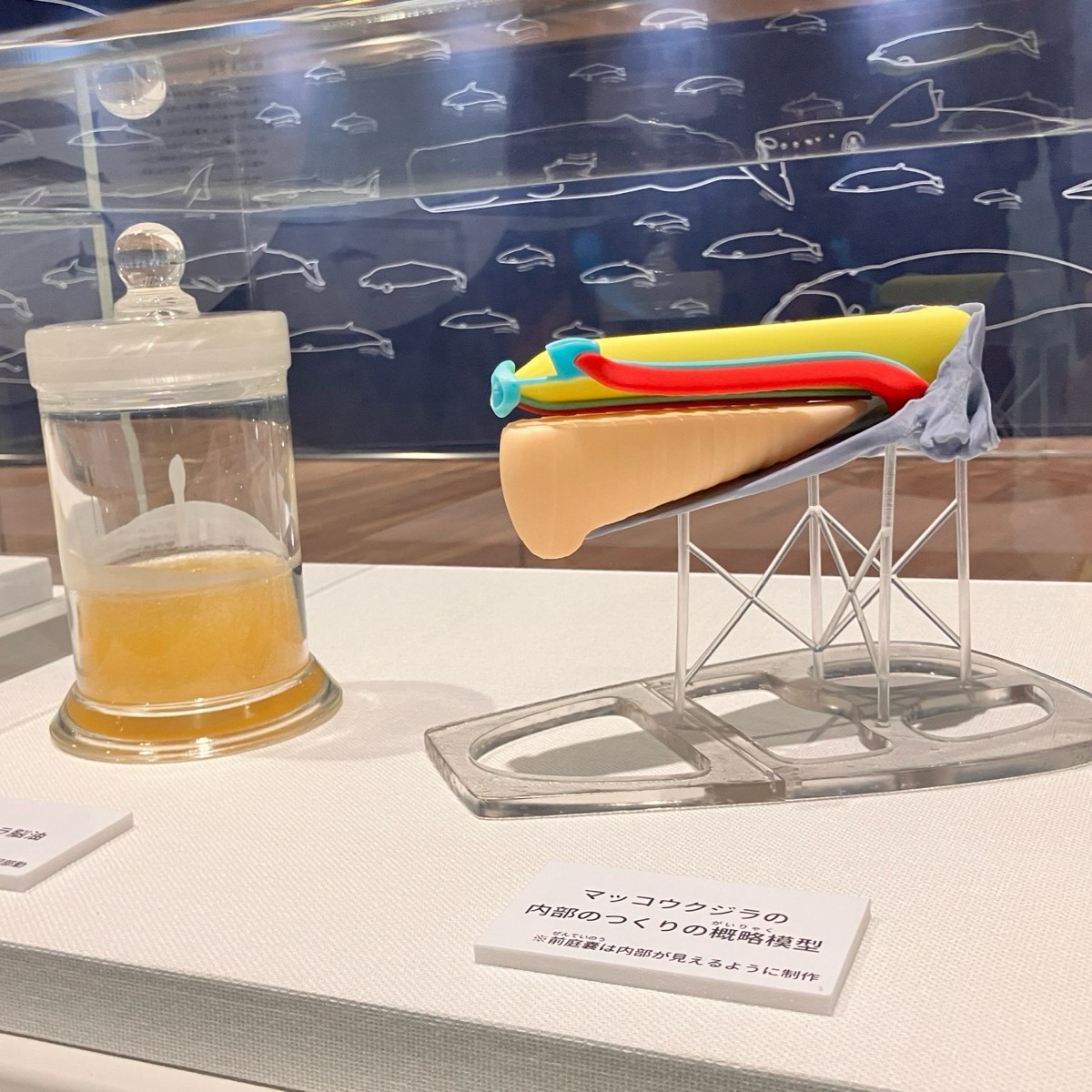 🐳お知らせ🐳 館内常設展示に新しい展示が追加されました✨ マッコウ