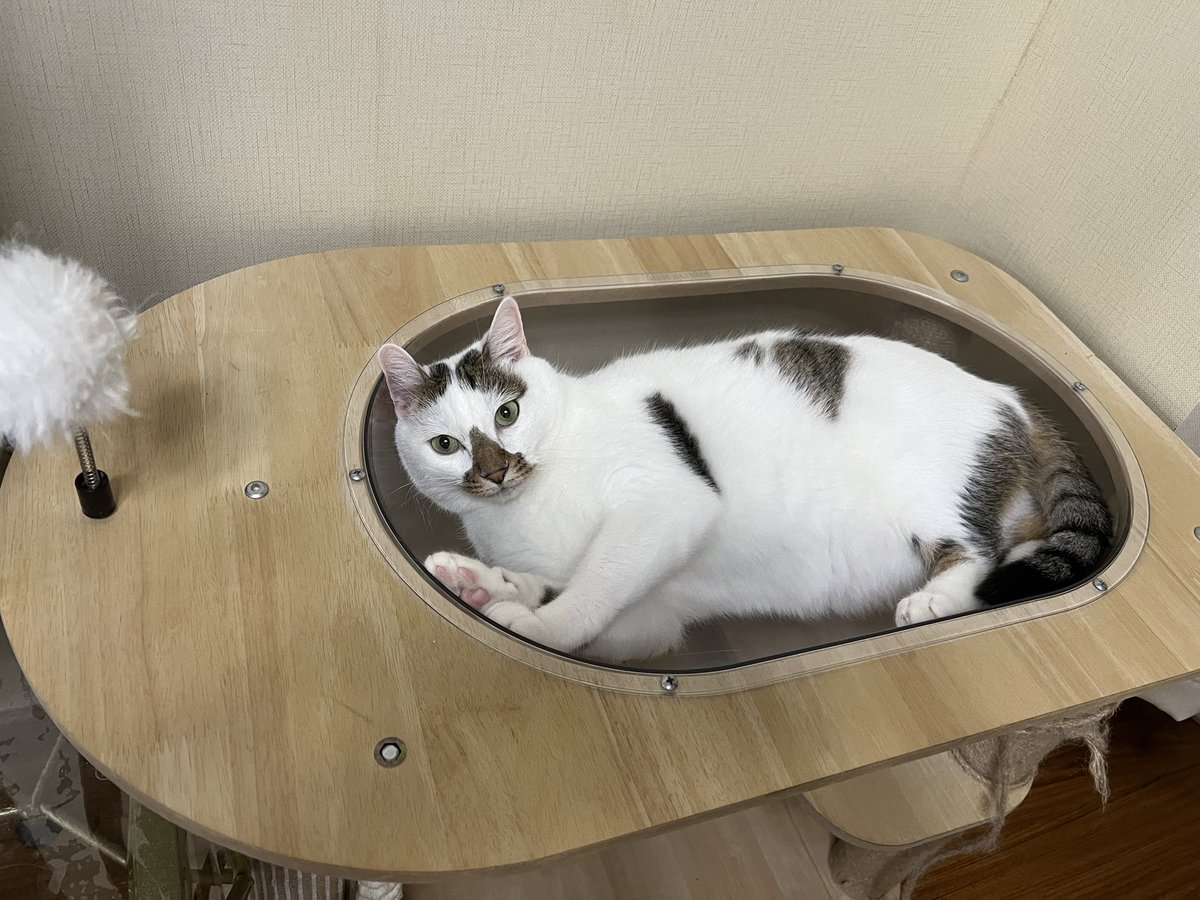Nobody64297811's tweet photo. 晒晒猫猫～ https://t.co/iq79YAXtEP