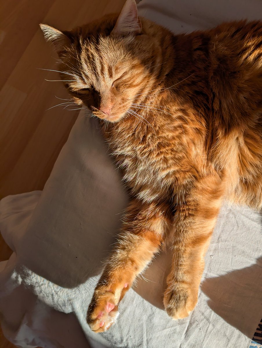 ¿Y por qué no iba a querer la gente ser un gato? No cotizan, comen, toman solecito, juegan, hacen la croqueta en la cama... ☀️ yo en la siguiente vida ya me he pedido ser gato casero