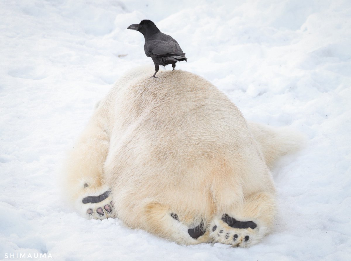 昨日のライトくんと🐦‍⬛ #円山動物園 #ホッキョクグマ #ライト