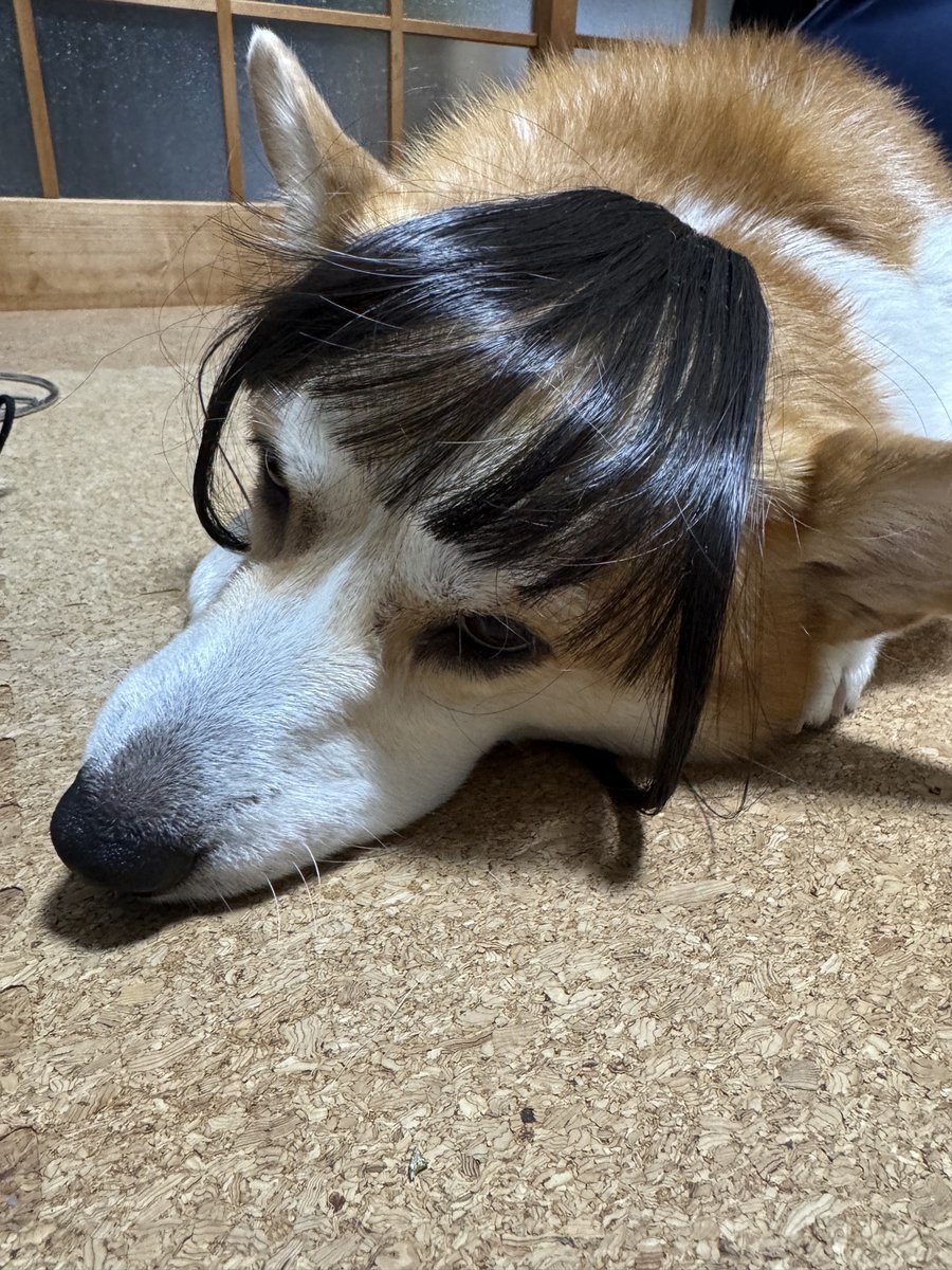 真夏の夜のイッヌ (@ahoinnu) / Posts / X