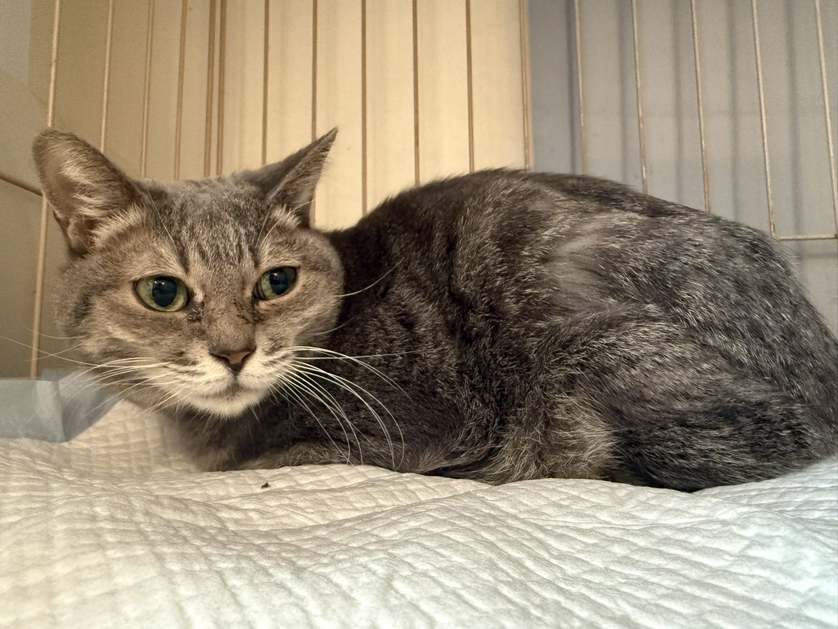 レレレのレィ (@Rei2793) / Posts / X