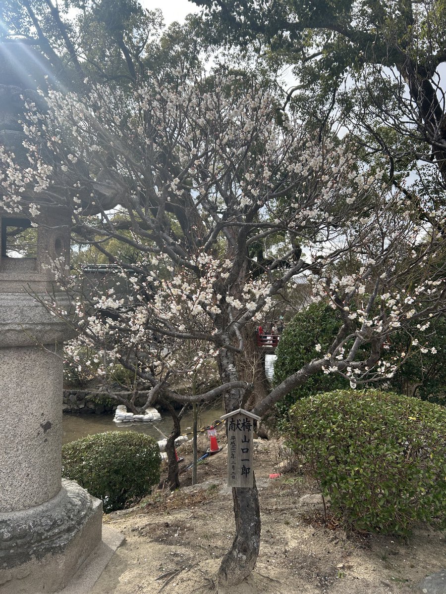 3連休、暖かい日に一郎梅を見に太宰府へ〜🌟
綺麗に咲いてました！
