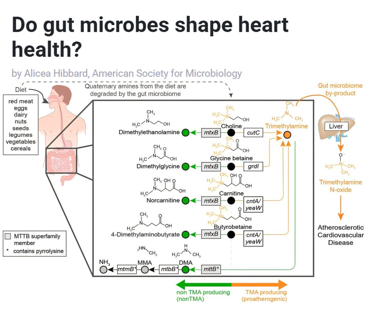 Vaccinologist's tweet image. The gut–heart axis is more than a metaphor: gut #microbes shape #inflammation, cholesterol metabolism, and cardiovascular risk. Heart health may start long before the arteries - right in the #microbiome. asm.org/articles/2026/…