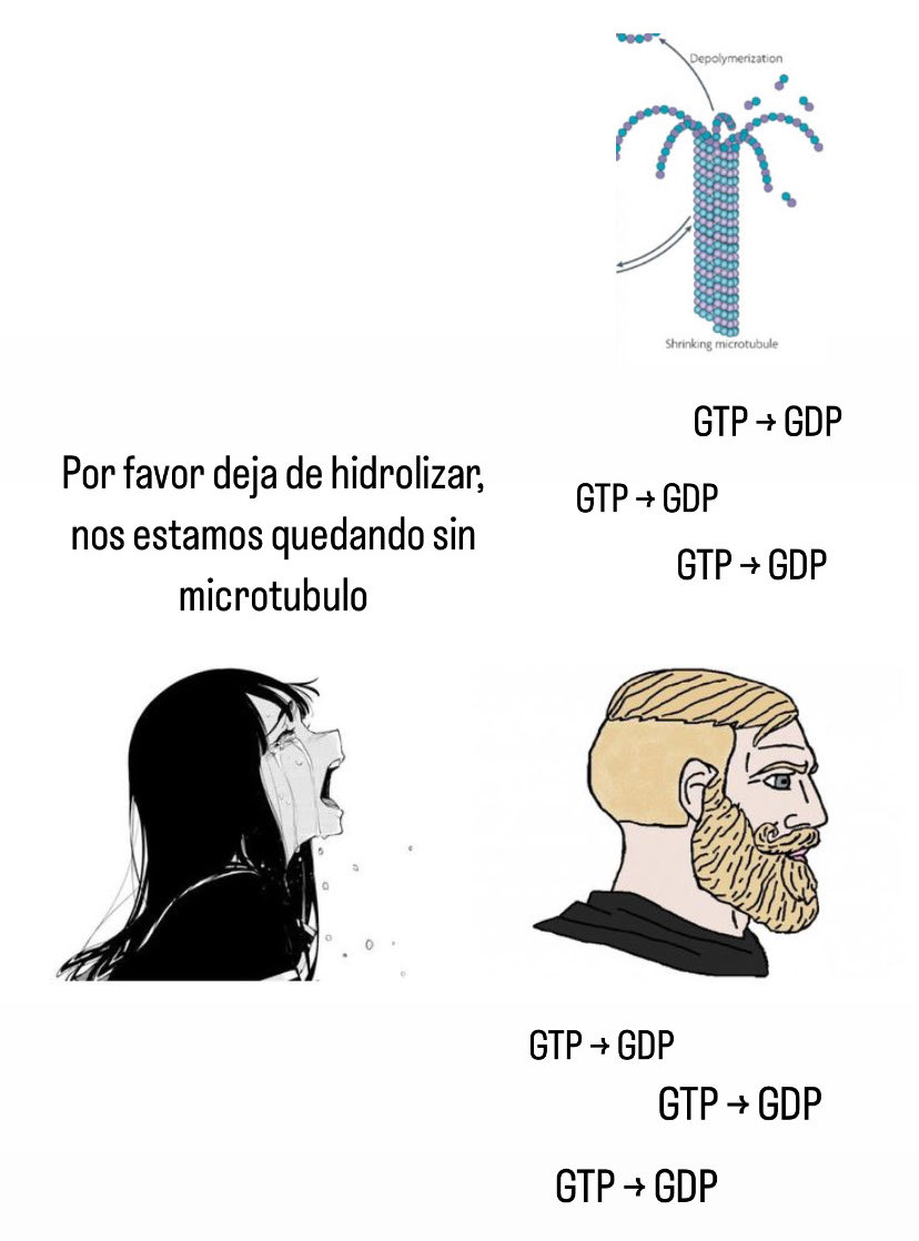 biospacedeleuah's tweet photo. Que nada te pare como nada para la hidrólisis del capuchón de GTP 💪🔥 https://t.co/fldKg5vmYX
