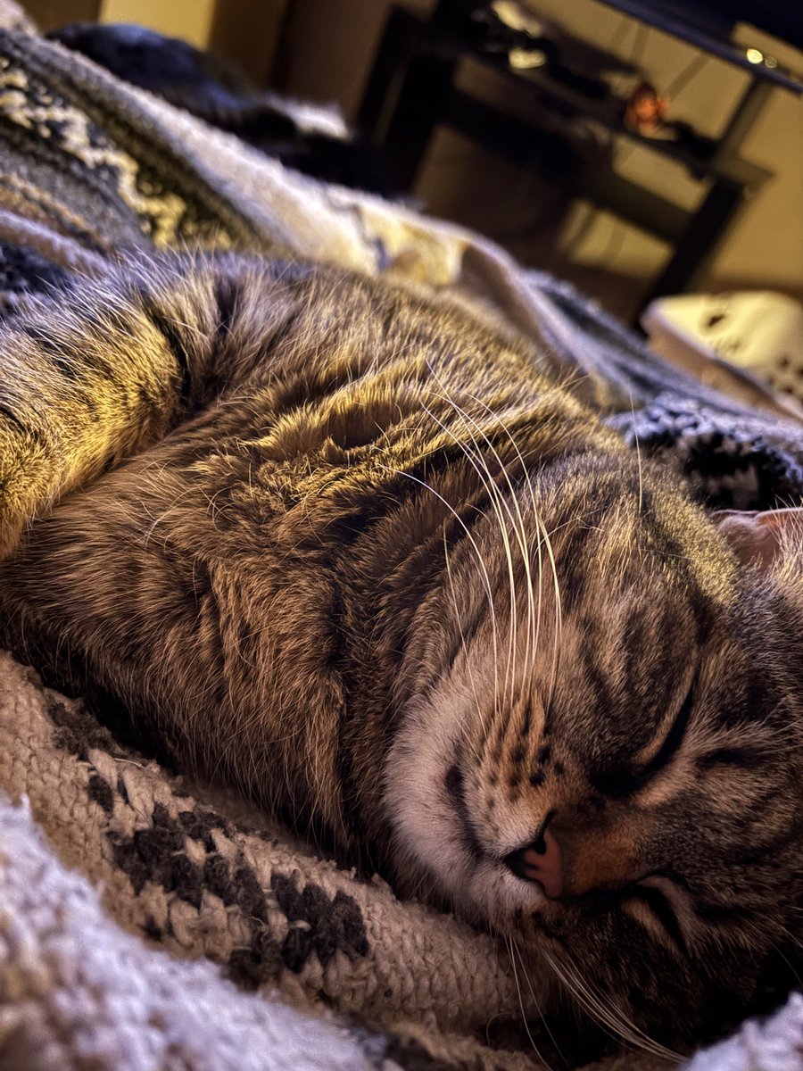 𝖉𝖆𝖗𝖎𝖊𝖓 tweet media