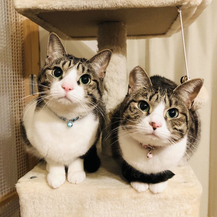 Black_Thunder_ #ブラックサンダー新作 ⚡️🍫 ボクたちもチョコ