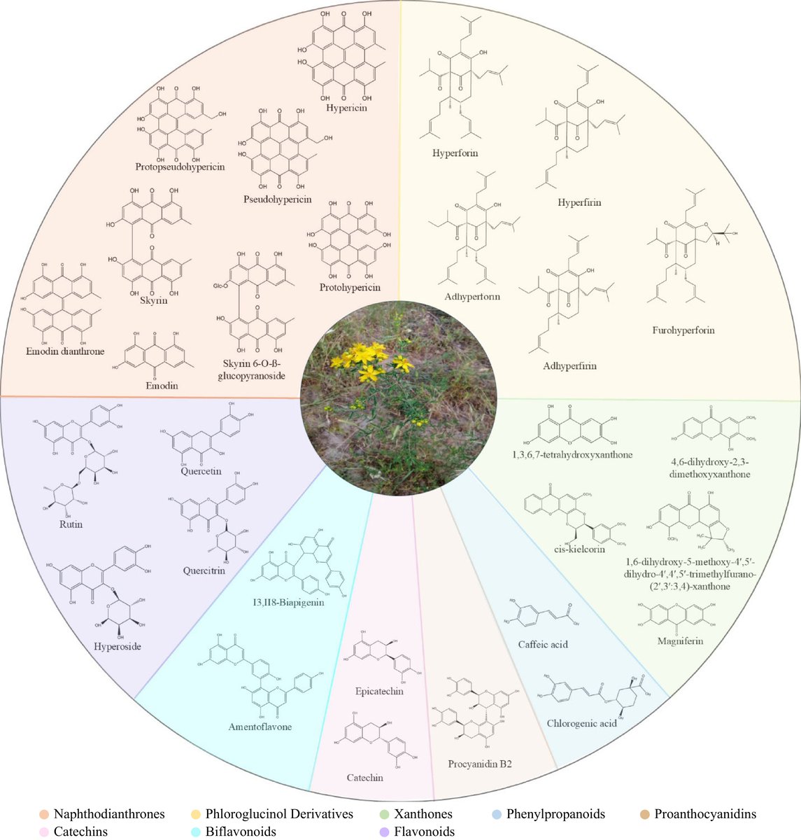HortiPlant's tweet image. #MPB
Review explores biosynthesis of key medicinal compounds (hypericin, hyperforin) in Hypericum, highlighting new genomic insights for optimizing production. 
@MaximumAcademic @sci_plant #Hypericum #StJohnsWort
Details: maxapress.com/article/doi/10…