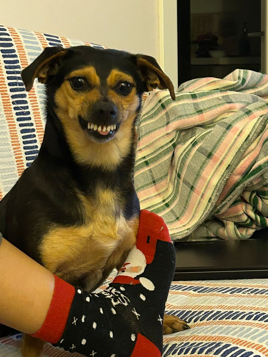 Yasemin, Uysal & Gülizar tweet media