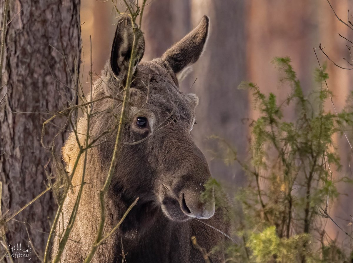 Gill Griffiths tweet media