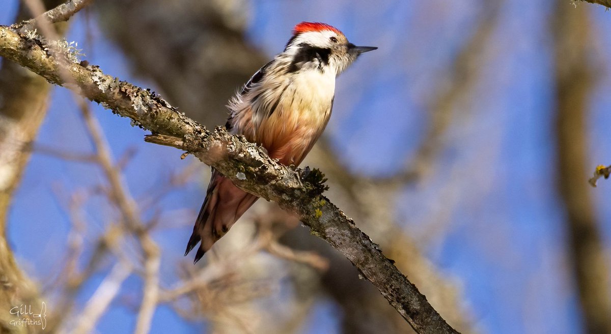 Gill Griffiths tweet media