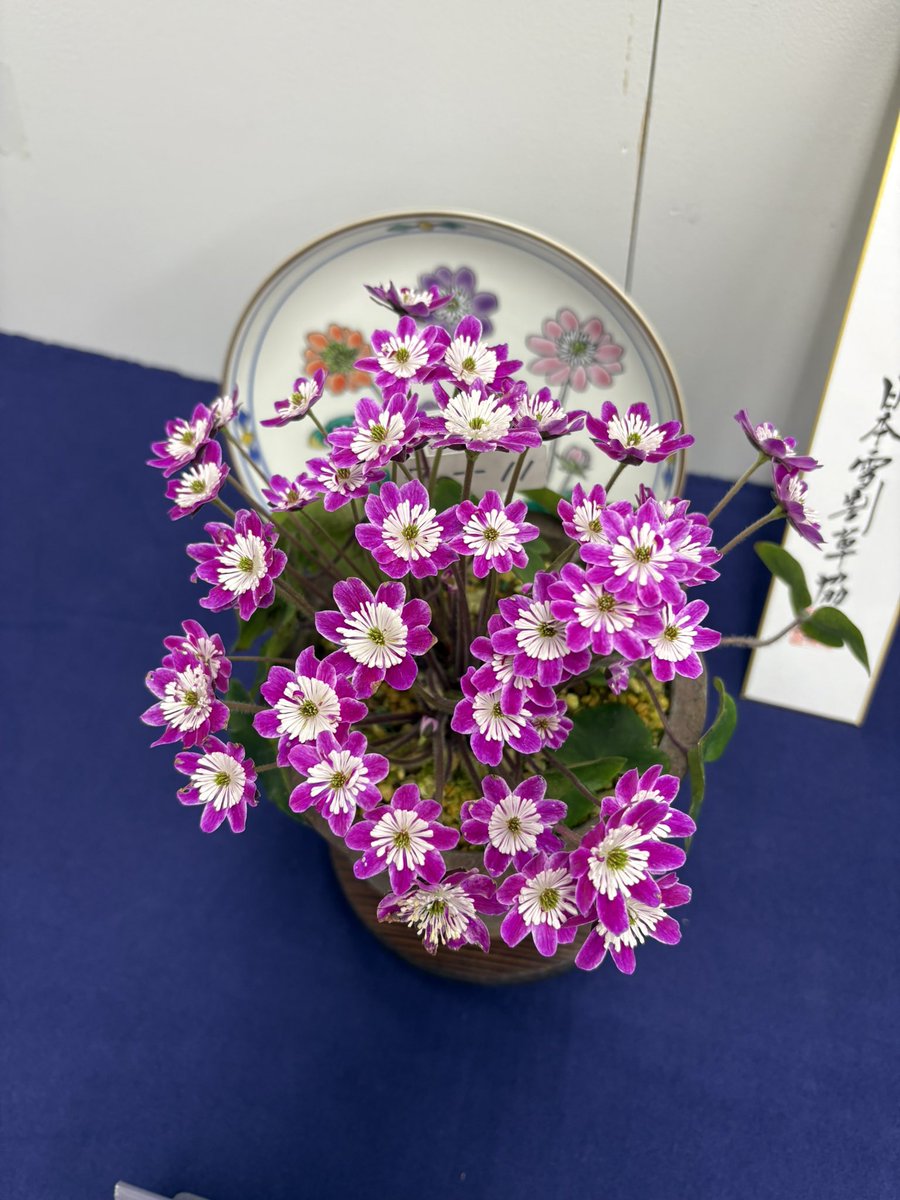 久しぶりに雪割草の展示を見ました。仕上がった株の美しさに驚愕