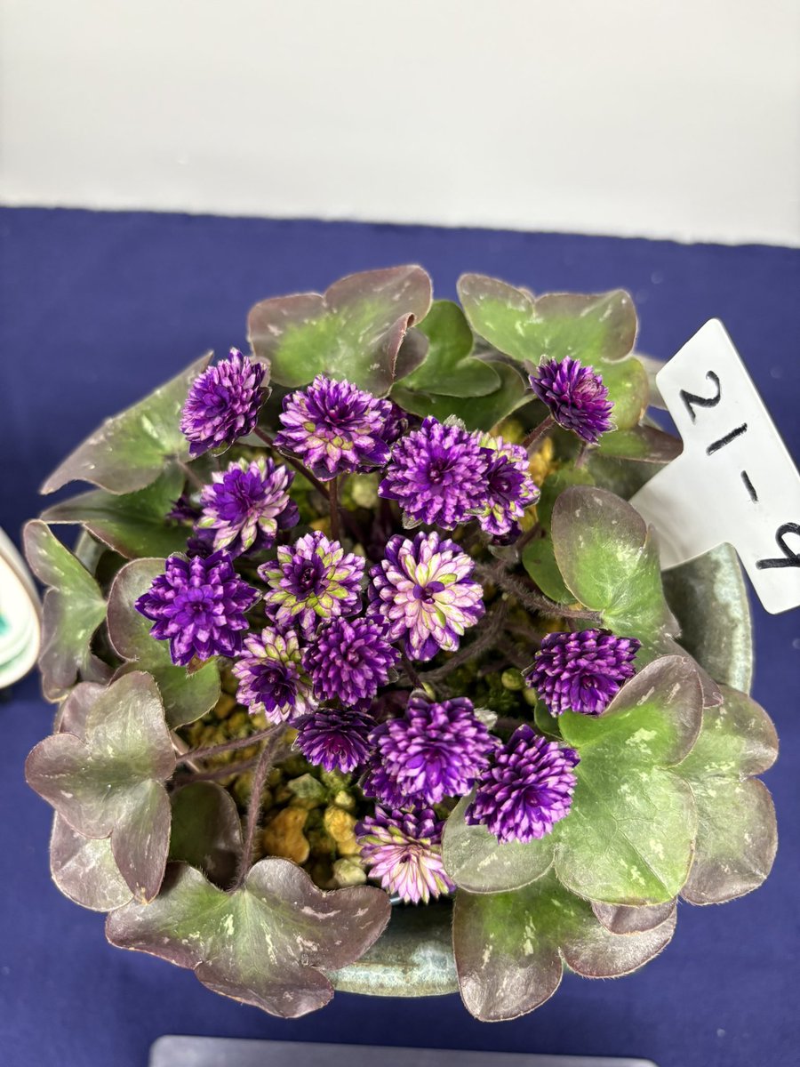 久しぶりに雪割草の展示を見ました。仕上がった株の美しさに驚愕