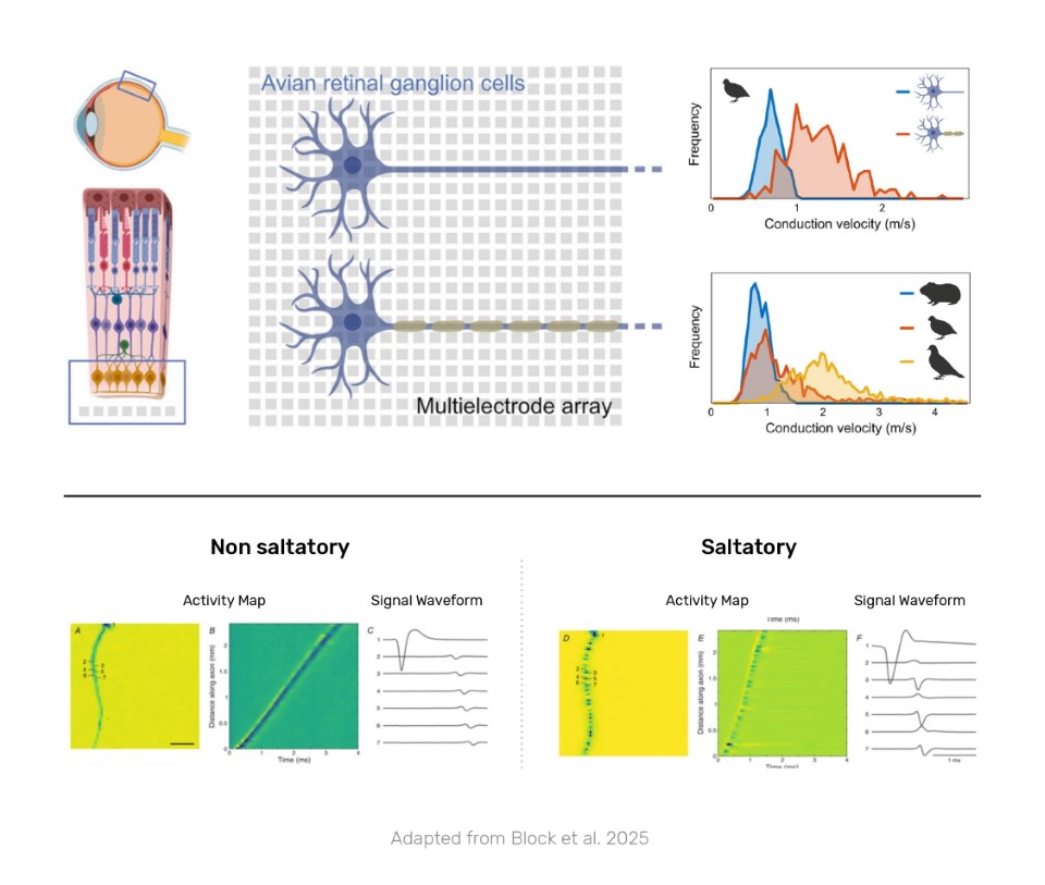 3Brain AG tweet media